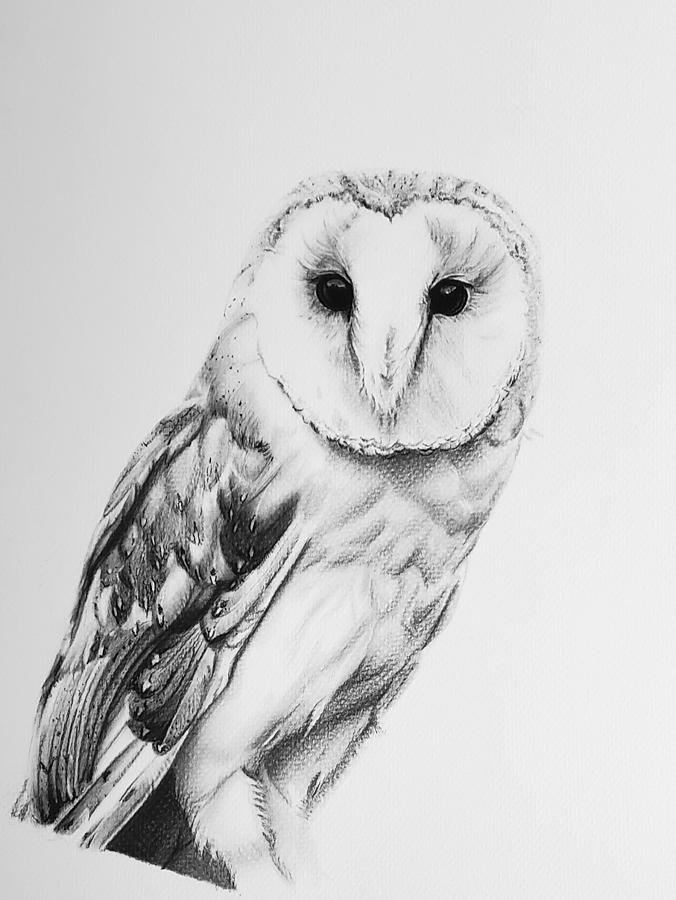 Barn Owl  in Charcoal Drawing  by Alexis King Glandon