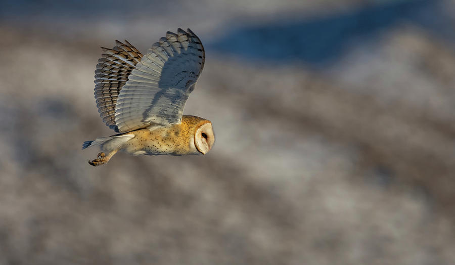 Owl Photograph - Barn Owl in Flight 3 by Rick Mosher