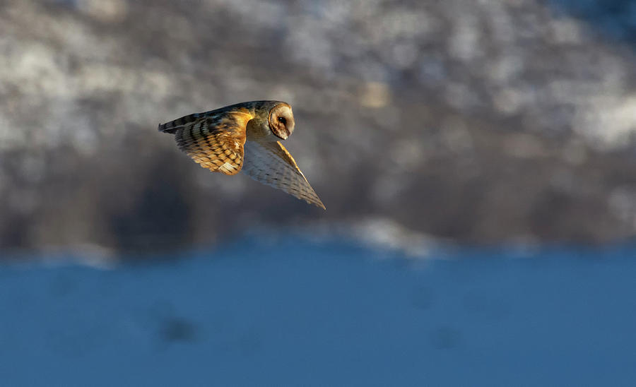 Barn Owl in Flight 4 Photograph by Rick Mosher