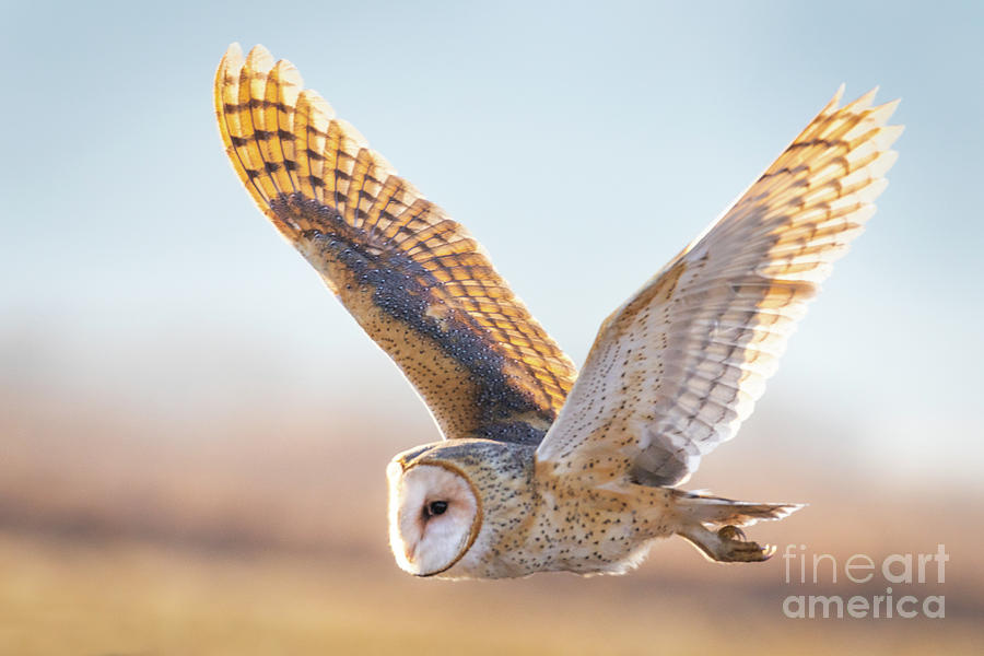 Barn Owl in Flight Photograph by Bret Barton