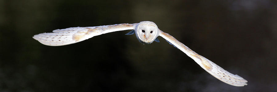 Barn Owl in flight Photograph by Grant Glendinning
