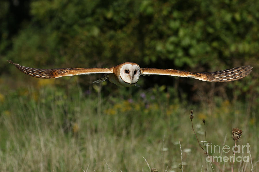 Barn owl in flight Photograph by Heather King