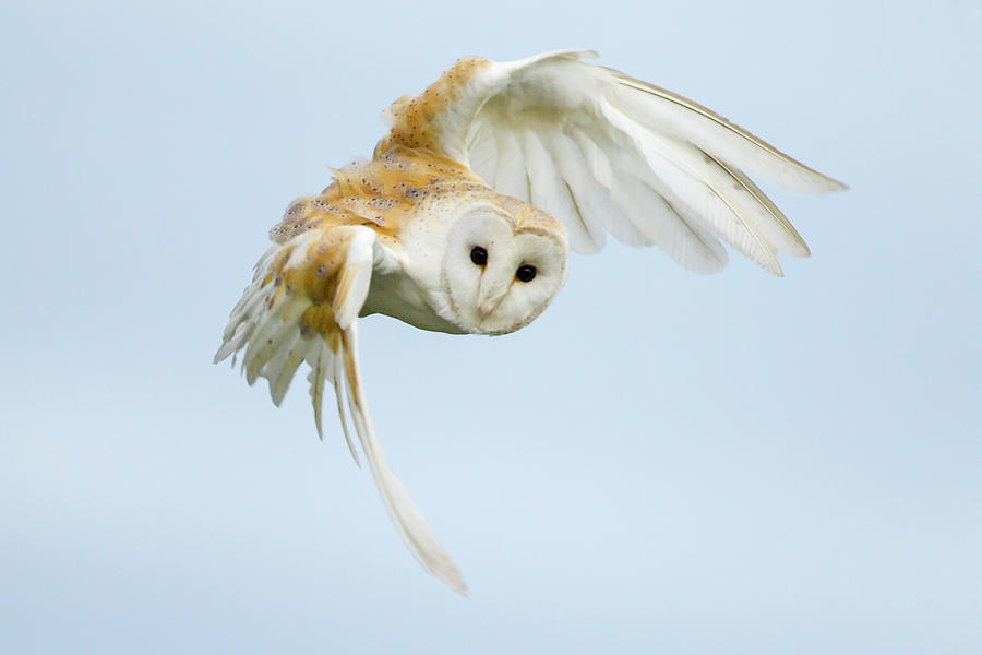 Barn Owl In Flight Photograph by Mark Smith