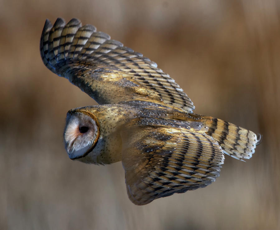 Barn Owl in flight Photograph by Rick Mosher