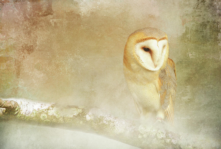 Barn Owl in Fog Digital Art by Terry Davis