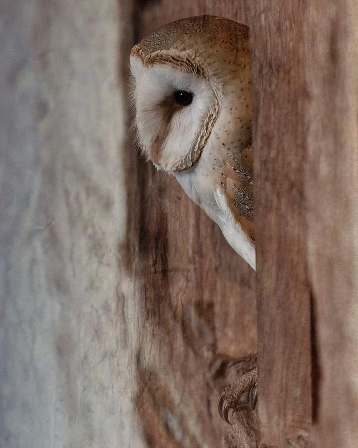 Barn owl in the barn Photograph by Claire Norman - Fine Art America