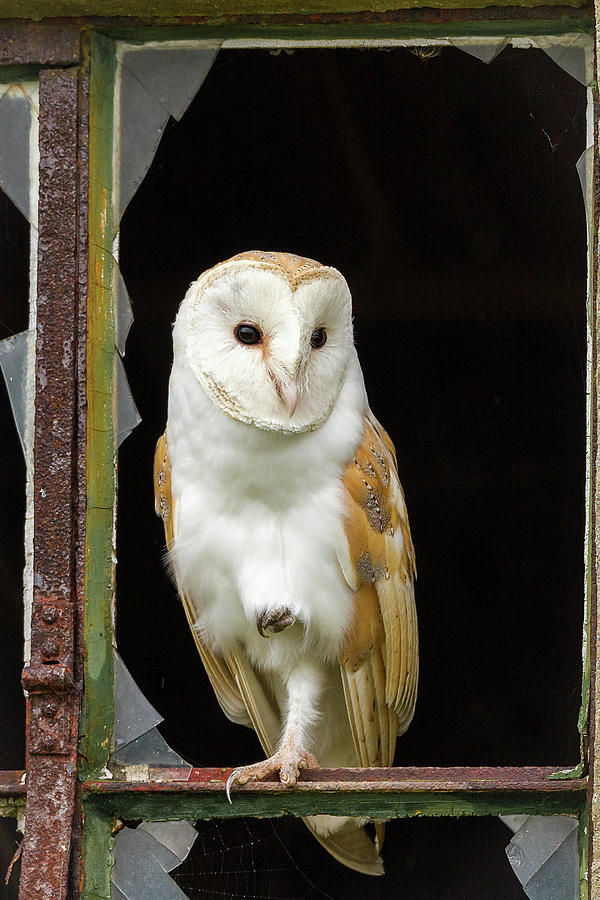 Barn Owl In Window Photograph by Mark Medcalf
