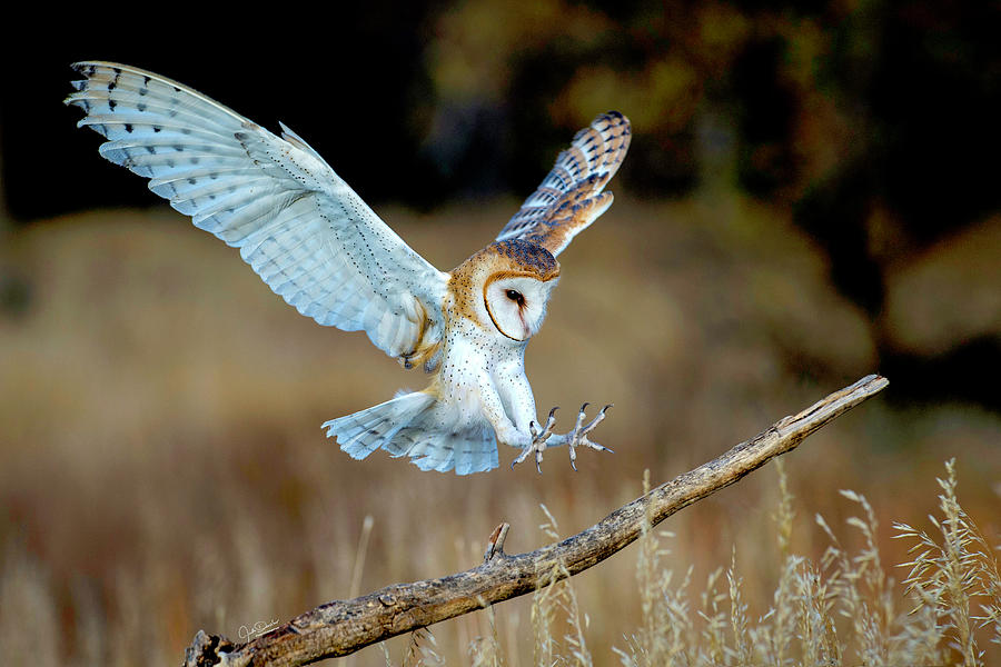 Barn Owl Landing Photograph