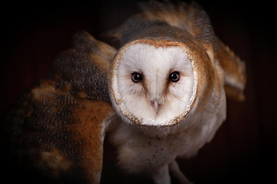 Barn Owl - Looking at you. Photograph by Mikethomasevans - Fine Art America