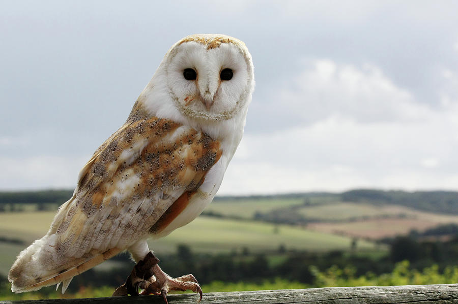 Barn Owl Looking Forwards With Photograph by Valmol48