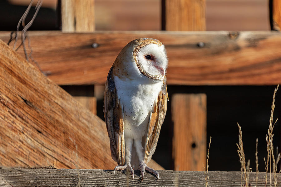 Barn Owl Looks to the Morning Sun Photograph by Tony Hake