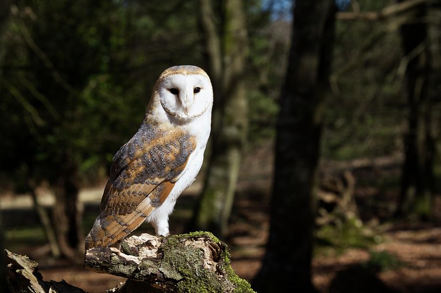 Barn Owl Photograph by Lyndon Parkinson