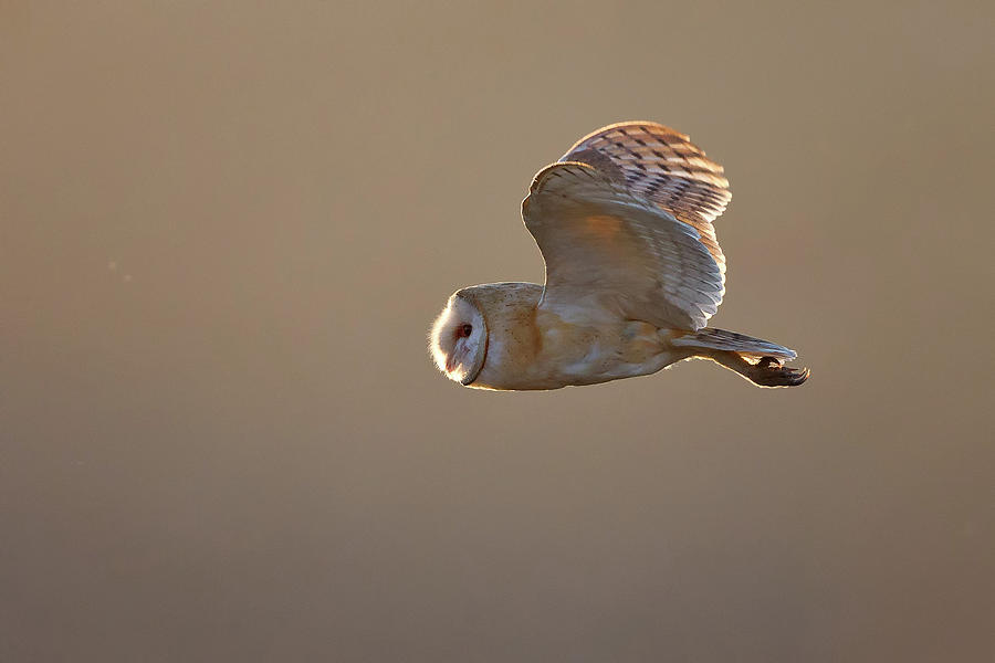 Animal Photograph - Barn Owl by Mallardg500