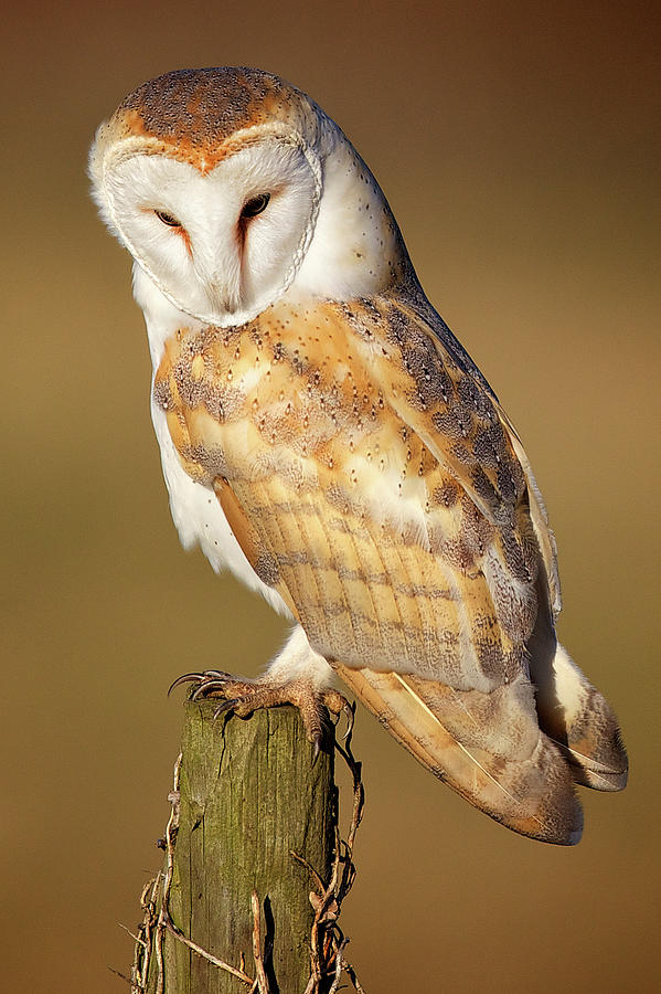 Barn Owl Photograph by Markbridger Barn Owl Photograph by Markbridger