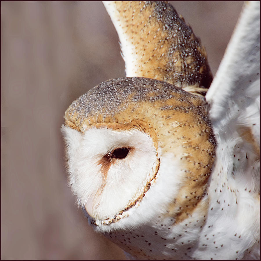 Barn Owl Photograph by Minnie Gallman