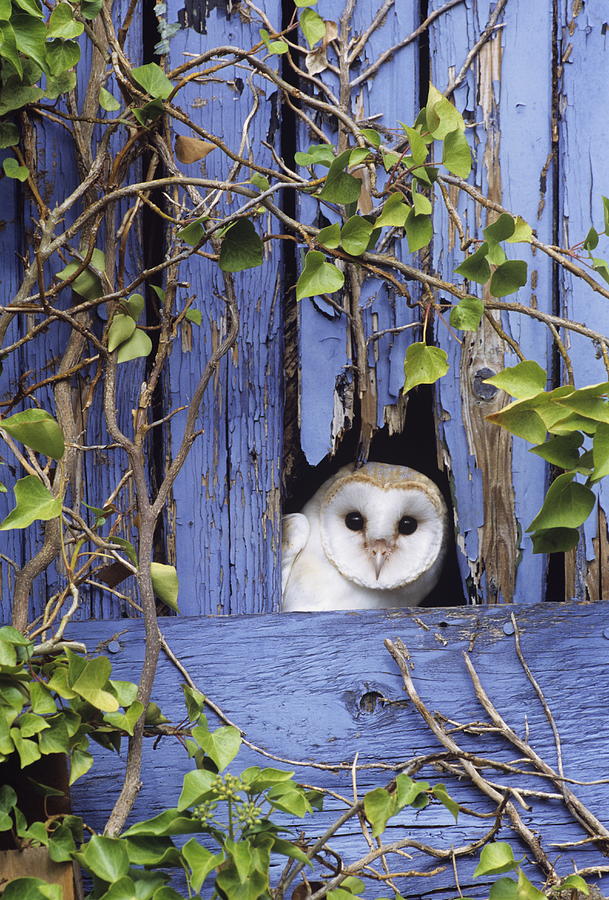 Barn Owl Photograph by Nhpa
