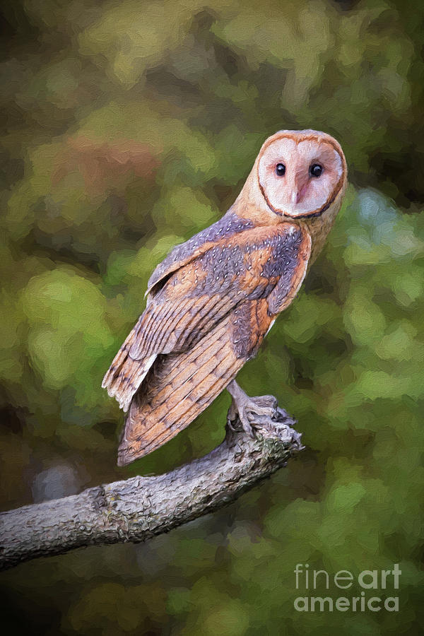 Barn Owl On Branch Painting Digital Art by Sharon McConnell