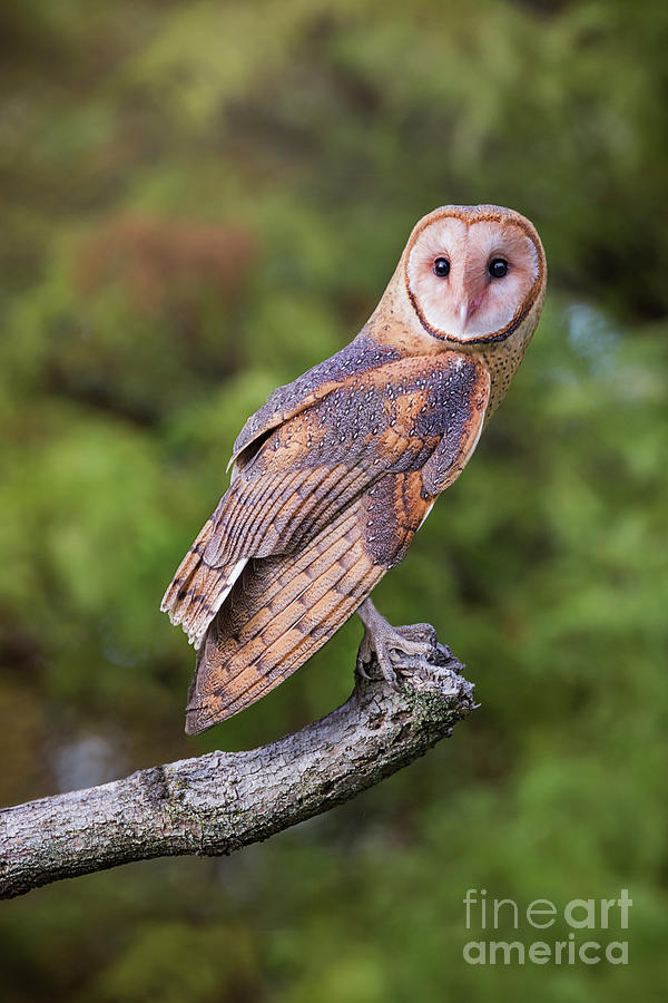 Barn Owl On Branch Photograph by Sharon McConnell