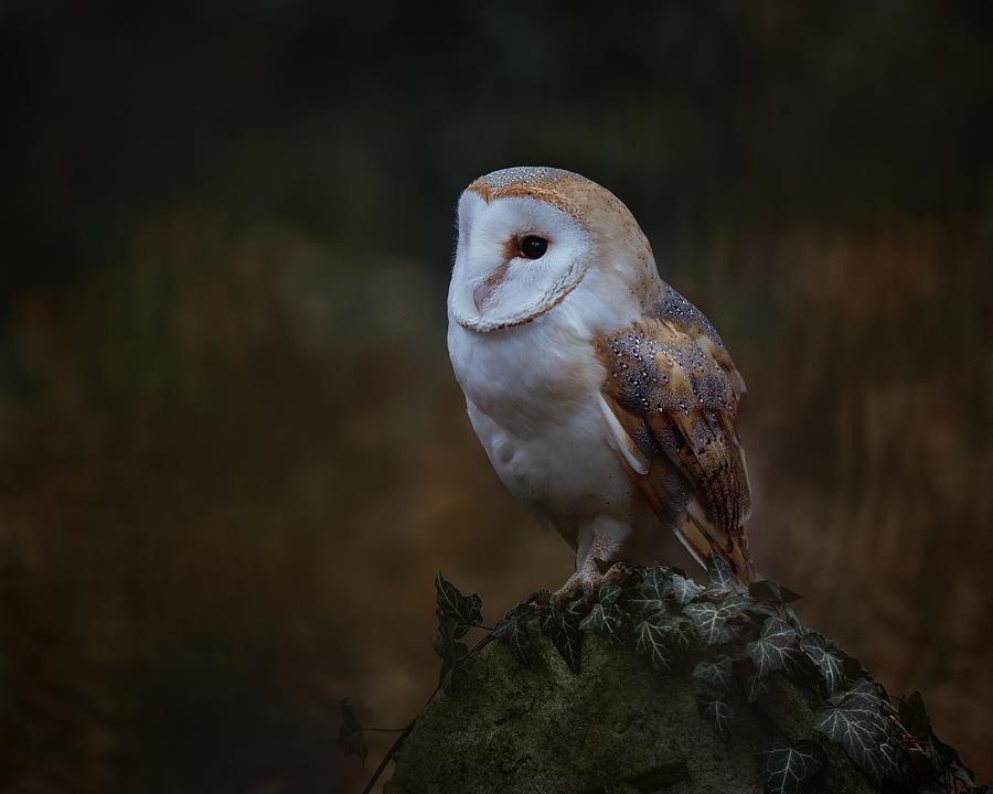 Animal Photograph - Barn Owl On Gravestone by Michaela Fireov