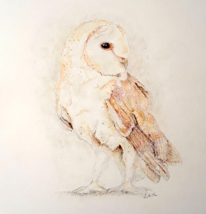 barn owl pencil drawing