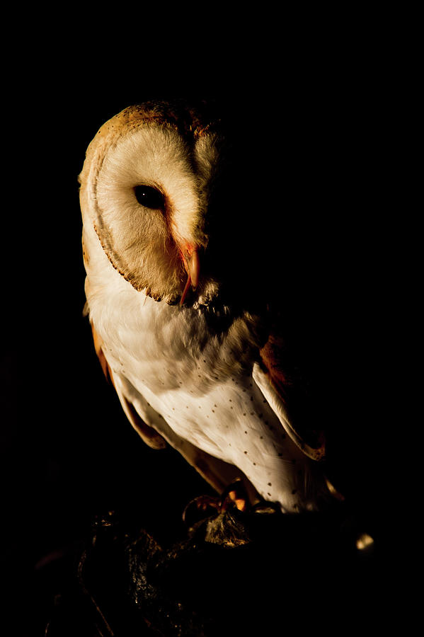 Barn Owl Photograph by Peter Orr Photography