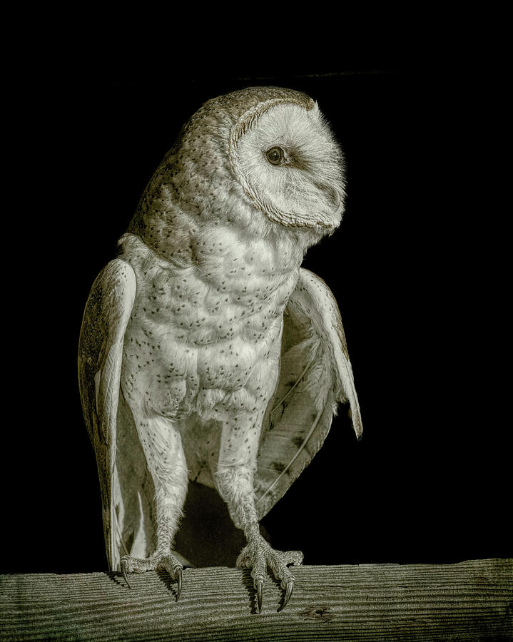 Barn Owl Portrait Photograph by Lowell Monke