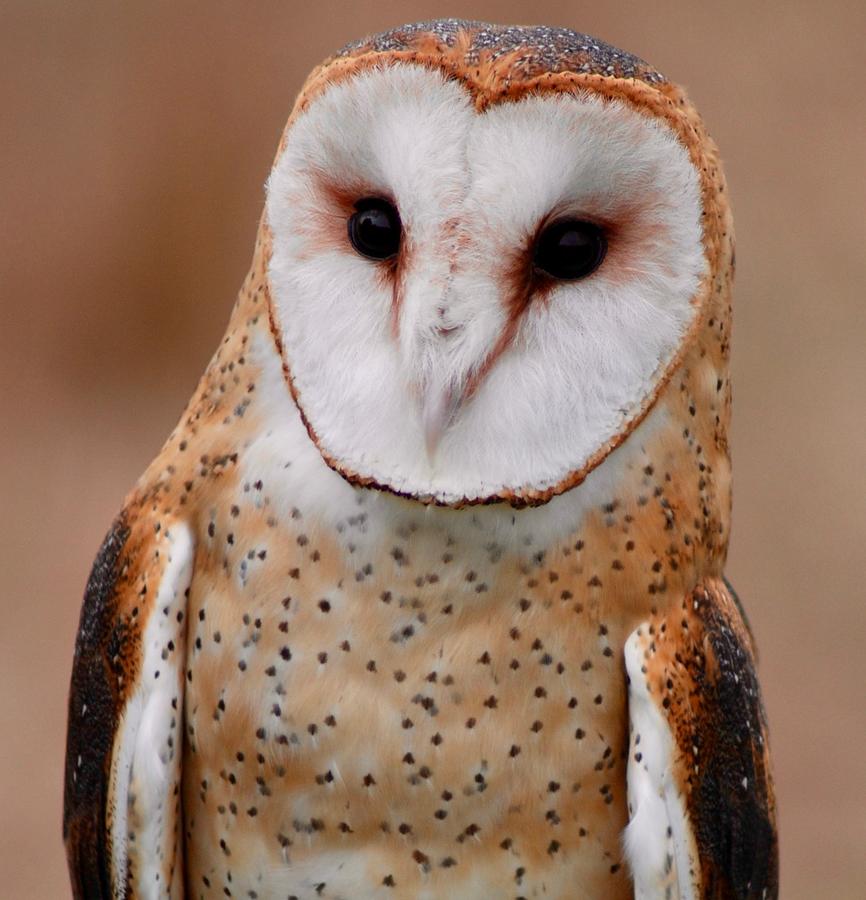 Barn Owl Portrait Photograph by Richard Bryce and Family