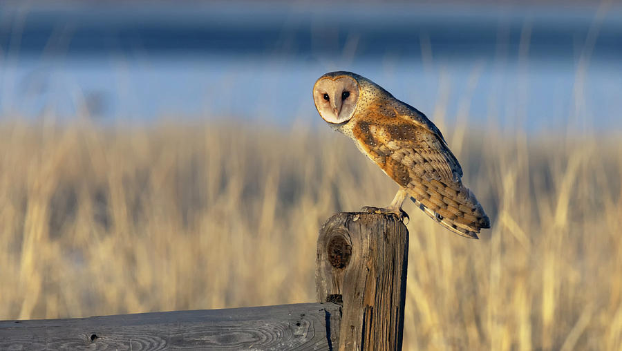 Owl Photograph - Barn Owl Portrait by Rick Mosher