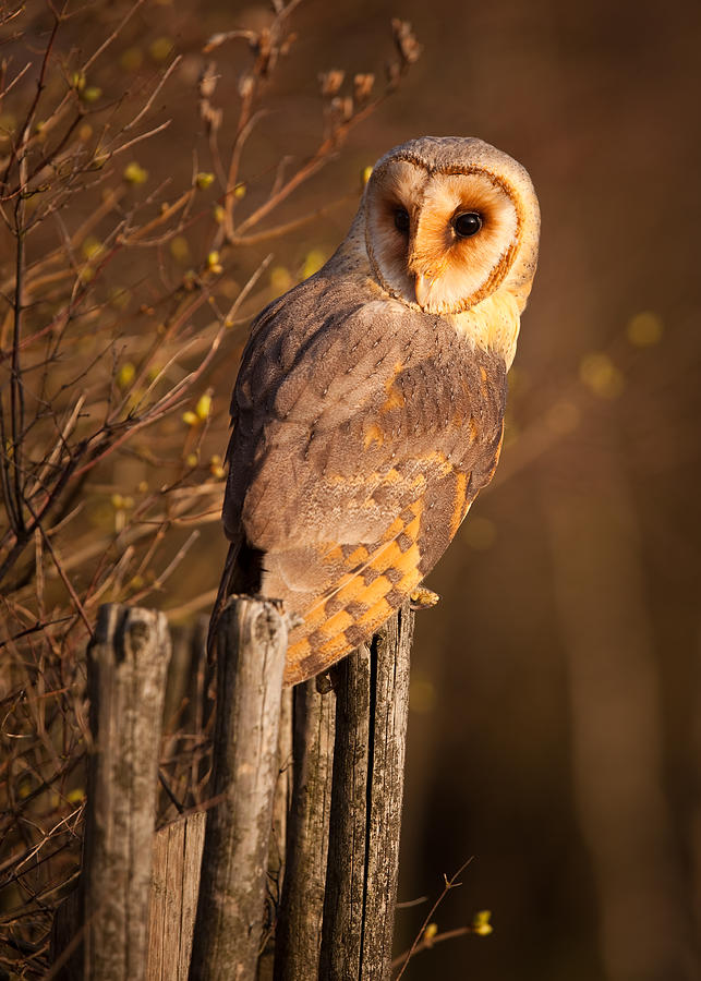 Barn Owl Photograph by Robert Adamec