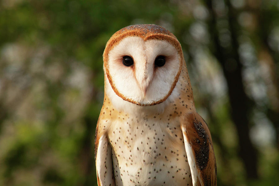 Barn Owl Photograph By Sharon Horn 