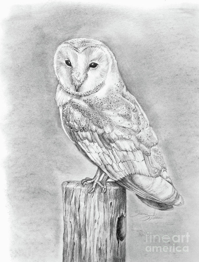 Barn Owl Drawing By Sherry Adkins