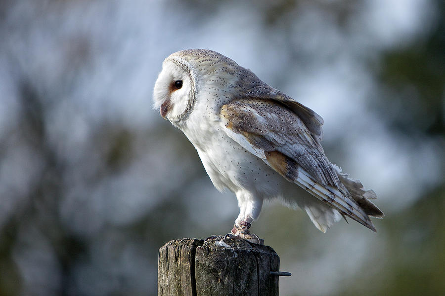 Barn Owl Photograph by Stephen Ennis Photography