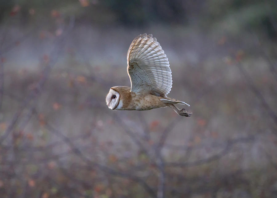 Nature Photograph - Barn Owl by Tonyxu