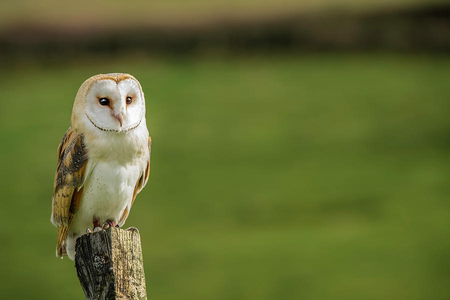 Barn Owl  Tyto Alba , Captive, Perched Photograph by Uig