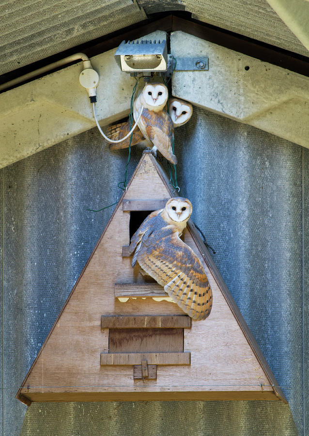 Barn Owl Tyto Alba Adult And Young Photograph by Nhpa