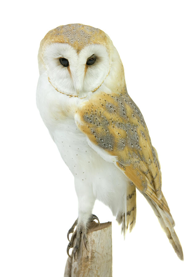 Barn Owl Tyto Alba Photograph by Andrew howe