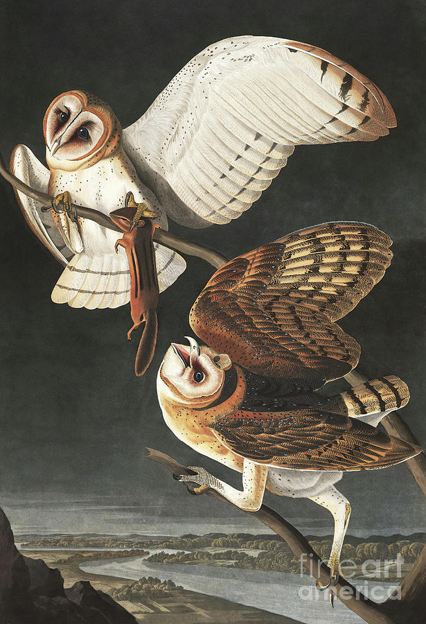 Barn Owl, Tyto Alba by Audubon Painting by John James Audubon