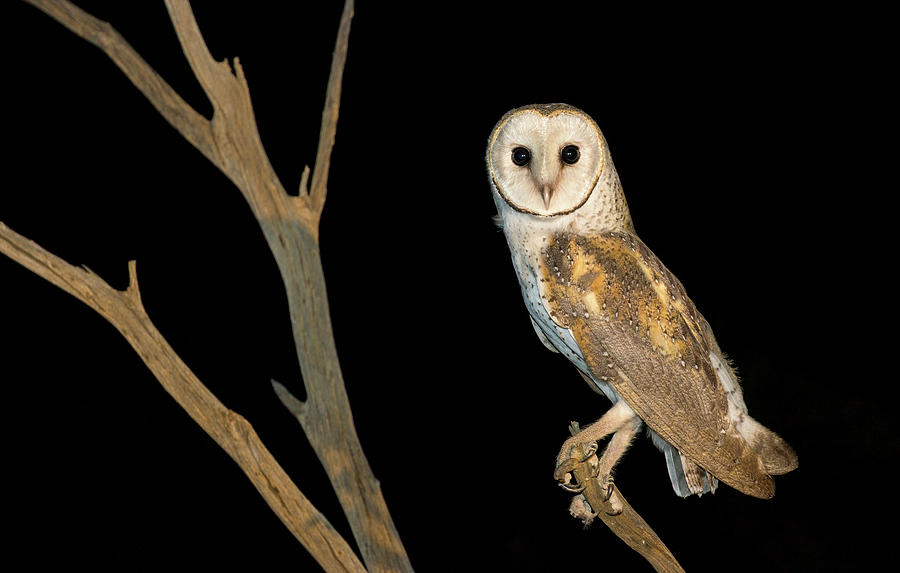 Barn Owl Tyto Alba Fam. Tytonidae Photograph by Nhpa