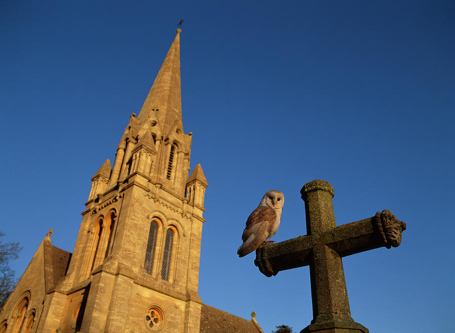 Barn Owl   Tyto Alba On Memorial Cross Photograph by Nhpa