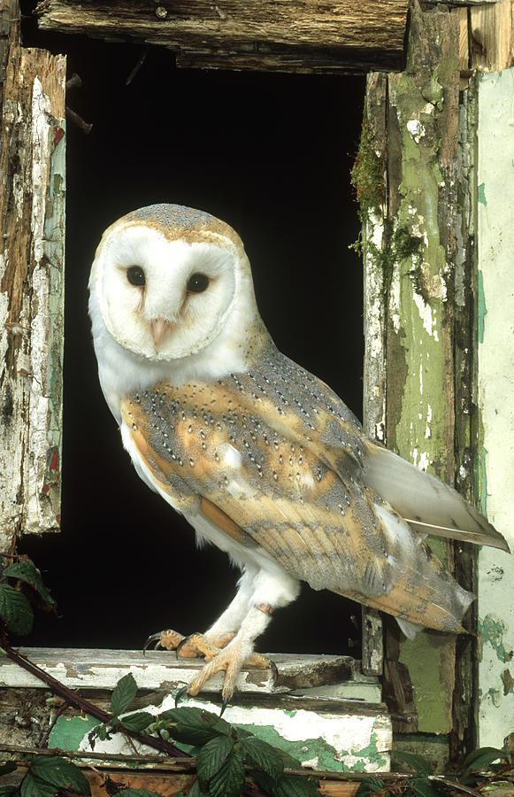 Barn Owl Tyto Alba Perched In Old Photograph by Mark Hamblin Barn Owl Tyto Alba Perched In Old Photograph by Mark Hamblin