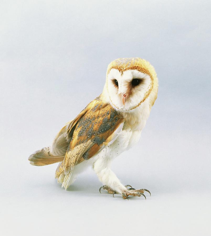 Barn Owl Tyto Alba, Side View by Dorling Kindersley