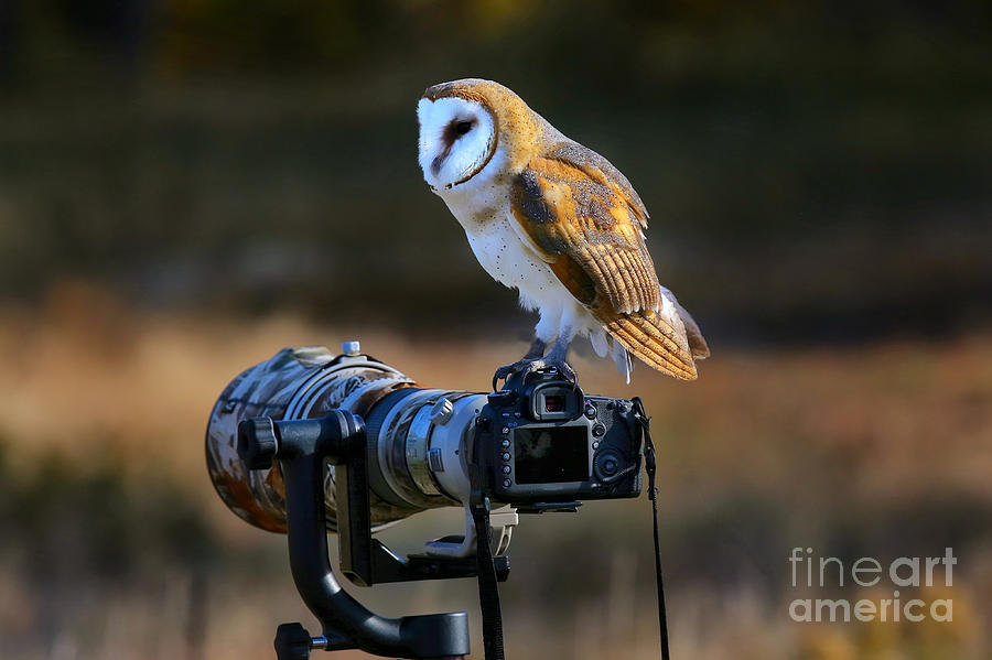 Barn Owl Tyto Alba Sitting On A Camera Photograph by Don Mammoser