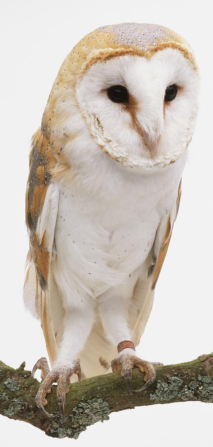 Barn Owl Tyto Alba, White Owl With by Steve Gorton