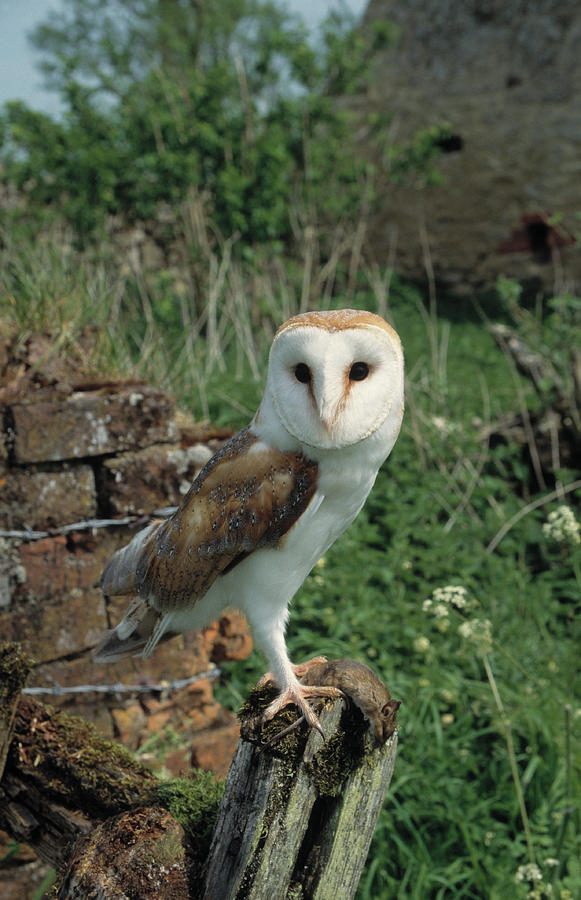 Barn Owl  Tyto Alba With Wood Mouse Prey Photograph by Nhpa