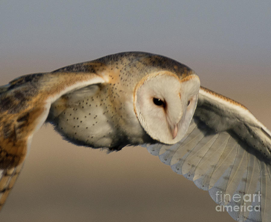 Barn Owl Up Close Photograph by Dennis Hammer