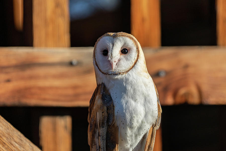 Barn Owl Up Close Photograph by Tony Hake