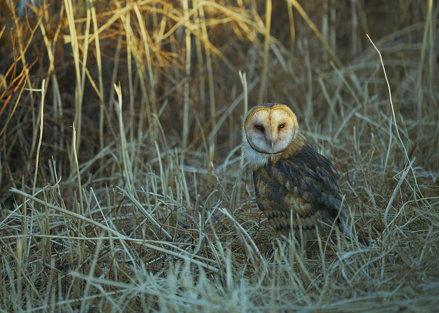 Barn Owl Yolo County California Photograph By Doug Herr