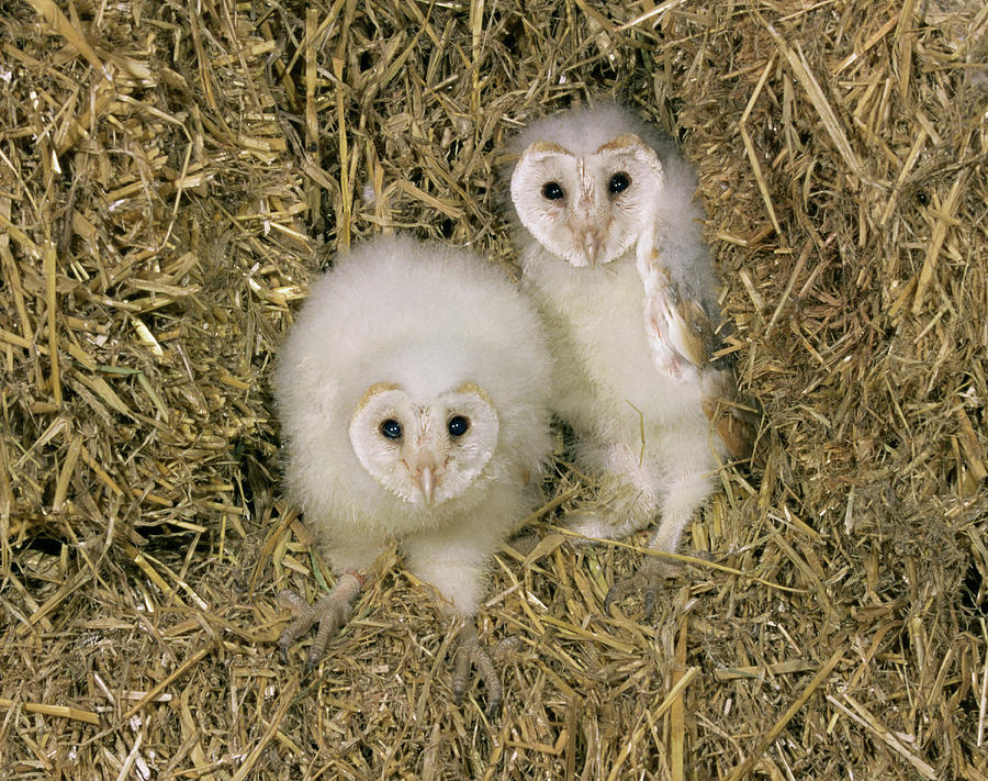 Barn Owl Young Taken During Ringing Photograph by Nhpa