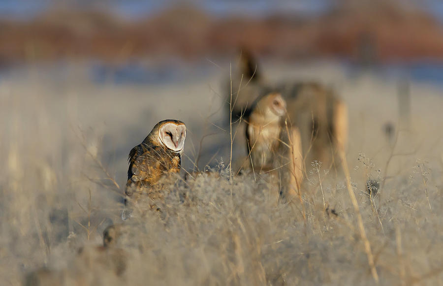 Barn Owls 9 Photograph by Rick Mosher