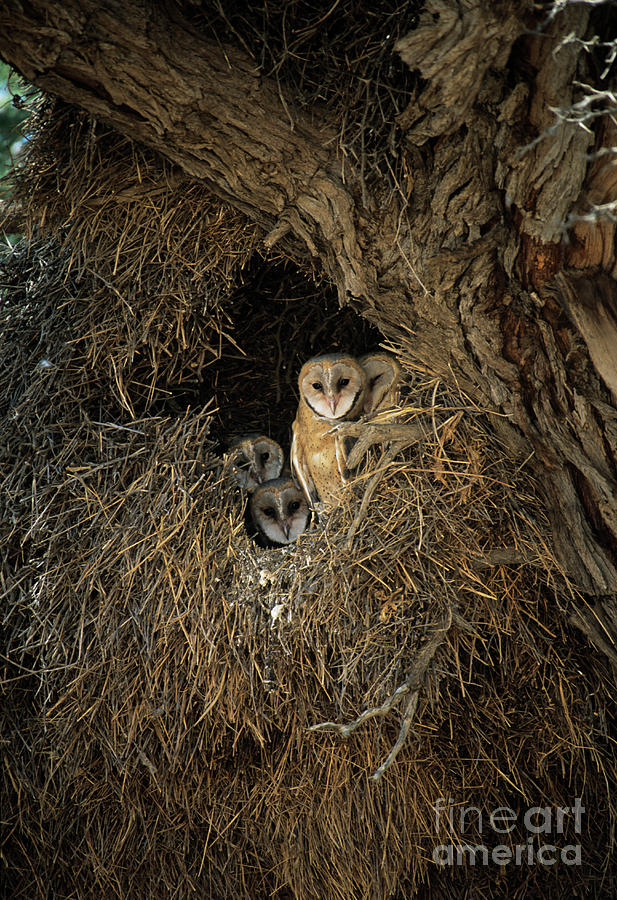 Barn Owls Photograph by Science Photo Library Barn Owls Photograph by Science Photo Library